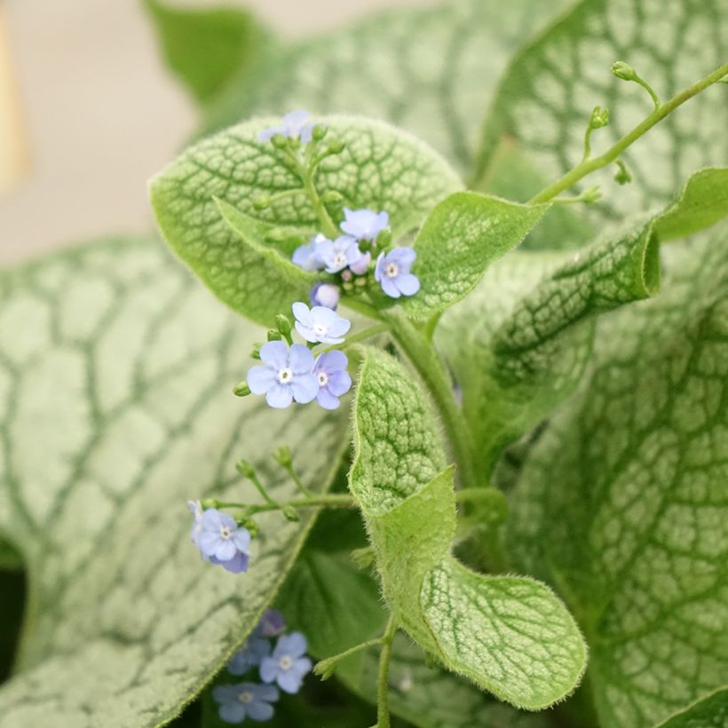 Brunnera macrophylla Jack of Diamonds - Myosotis du Caucase (Flowering)
