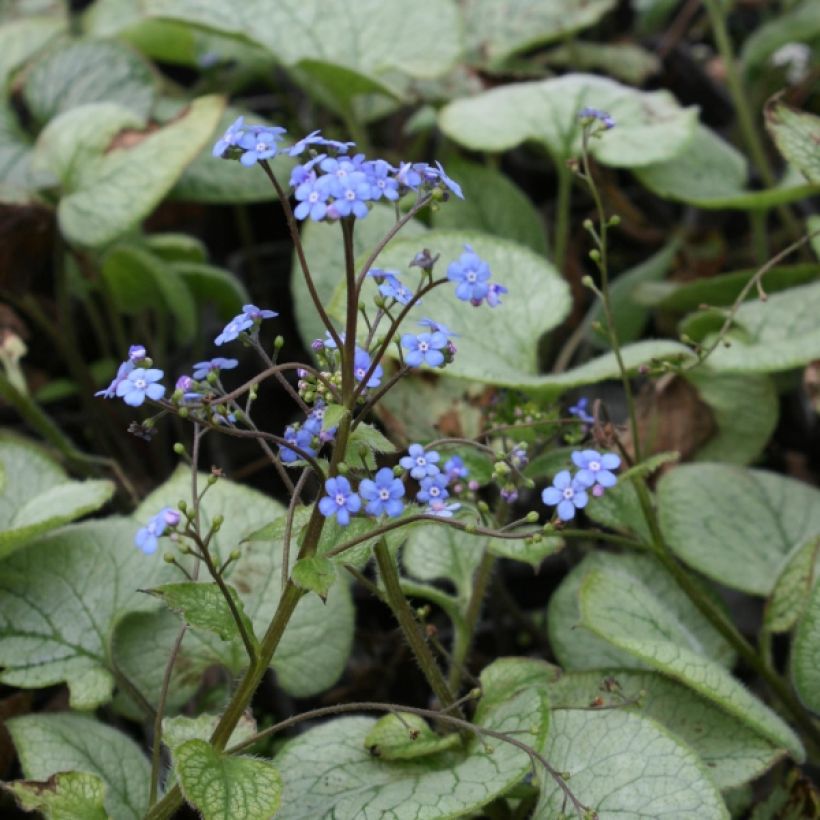 Brunnera macrophylla Looking Glass - Myosotis du Caucase (Plant habit)