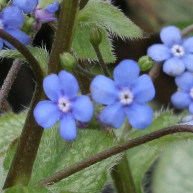 Brunnera macrophylla Looking Glass - Myosotis du Caucase (Flowering)