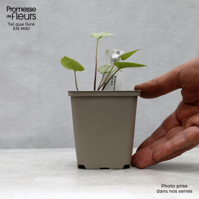 Example of Brunnera macrophylla Looking Glass - Myosotis du Caucase Godet de 8/9 cm as you get in printemps