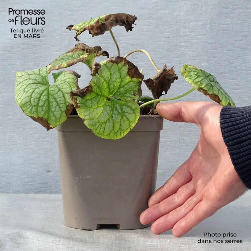 Example of Brunnera macrophylla Mr Morse - Myosotis du Caucase Pot de 2L/3L as you get in printemps
