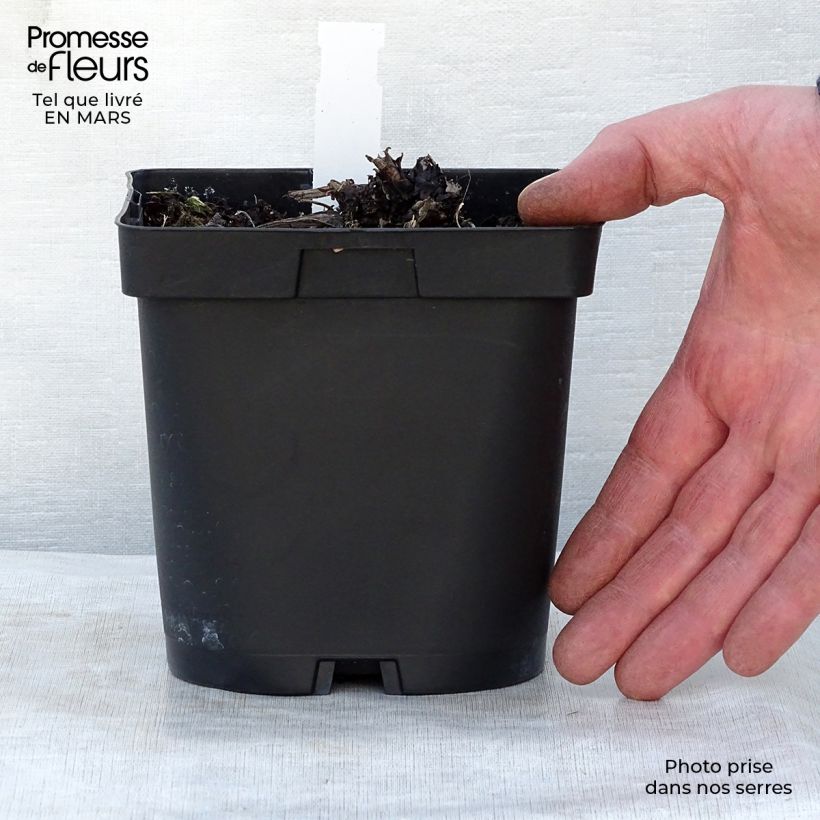 Example of Brunnera macrophylla - Myosotis du Caucase Pot de 2L/3L as you get in printemps