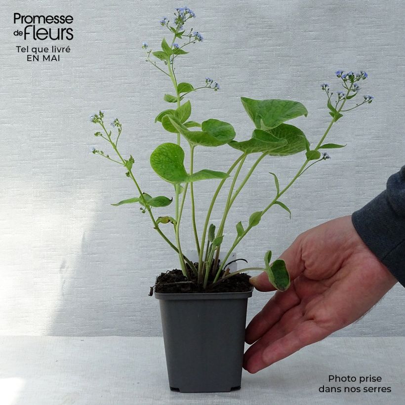 Example of Brunnera macrophylla - Myosotis du Caucase Godet de 8/9 cm as you get in printemps