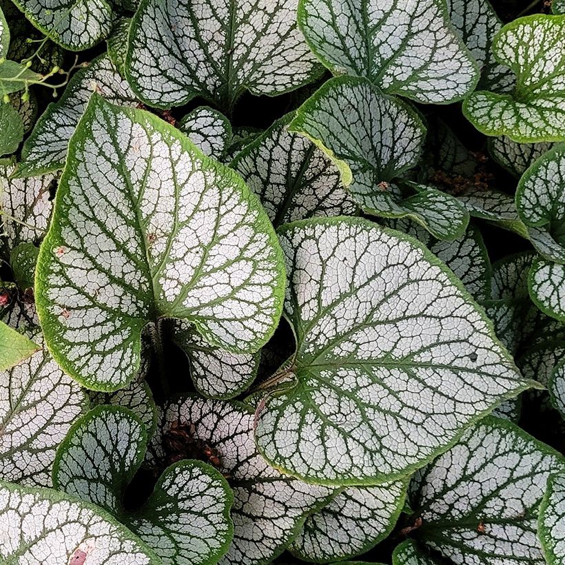 Brunnera macrophylla Queen of Hearts - Myosotis du Caucase (Foliage)
