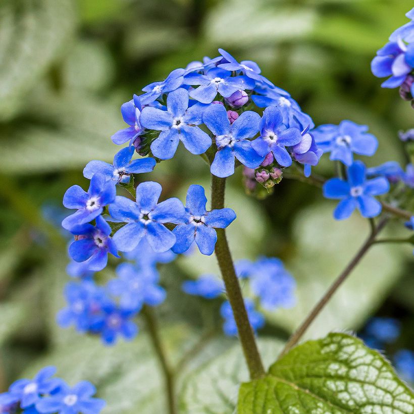 Brunnera macrophylla Queen of Hearts - Myosotis du Caucase (Flowering)