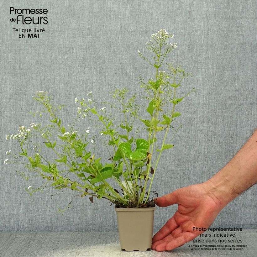 Spécimen de Brunnera macrophylla White Zebra - Myosotis du Caucase Godet de 8/9 cm tel que livré au printemps