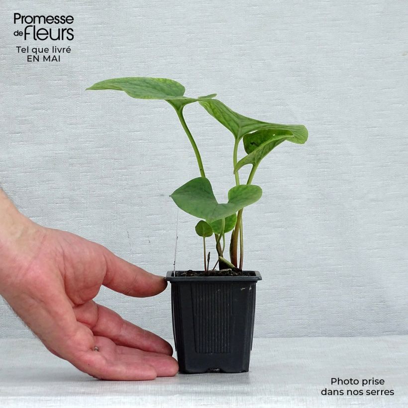 Example of Brunnera sibirica - Myosotis du Caucase Godet de 8/9 cm as you get in printemps