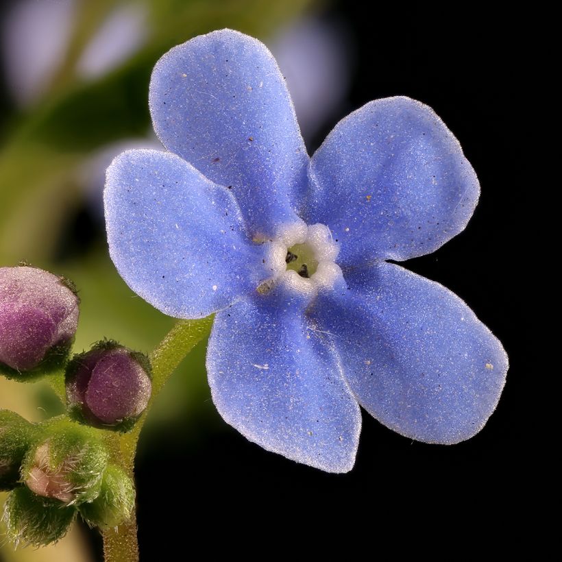 Brunnera sibirica - Myosotis du Caucase (Flowering)