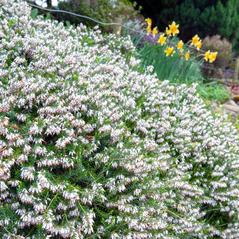 Bruyère Carnea Springwood White, Erica (Plant habit)