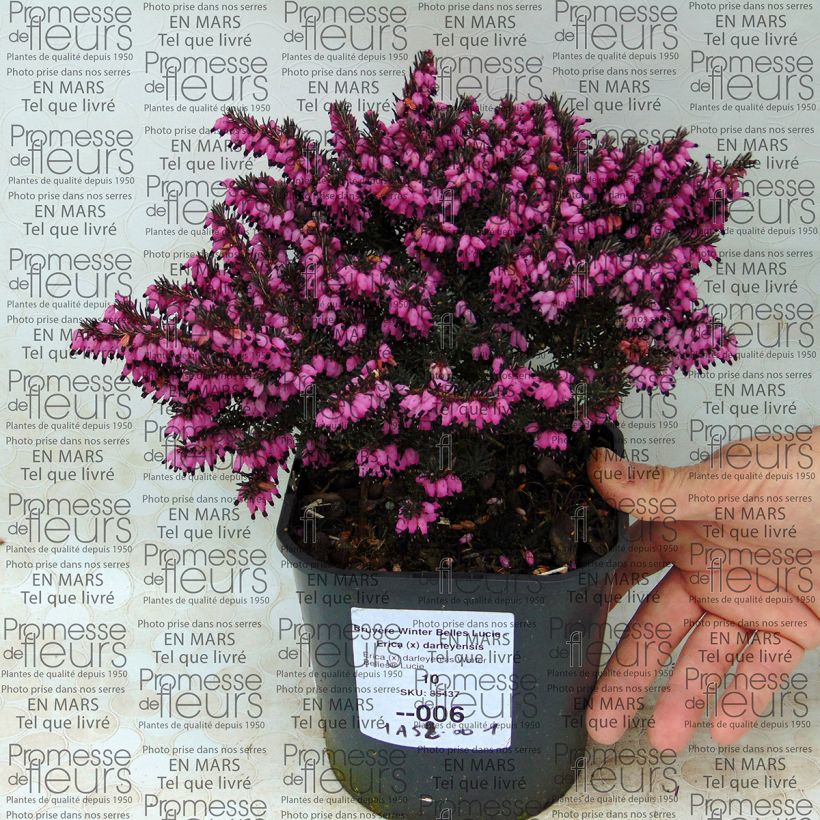 Example of Bruyère Winter Belles Lucie - Erica (x) darleyensis Pot de 2L/3L as you get