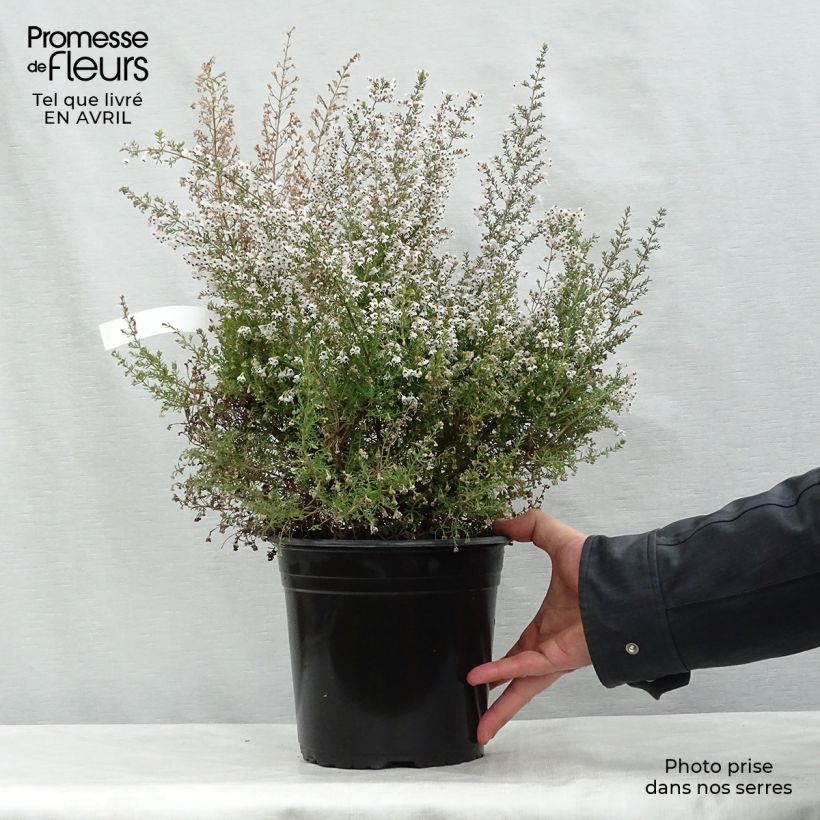 Spécimen de Bruyère arborescente Great Star Le Vasterival Pot de 4L/5L tel que livré au printemps