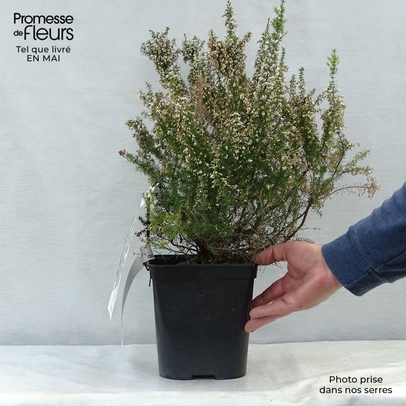 Spécimen de Bruyère arborescente Pink Joy - Erica arborea Pot de 4L/5L tel que livré au printemps