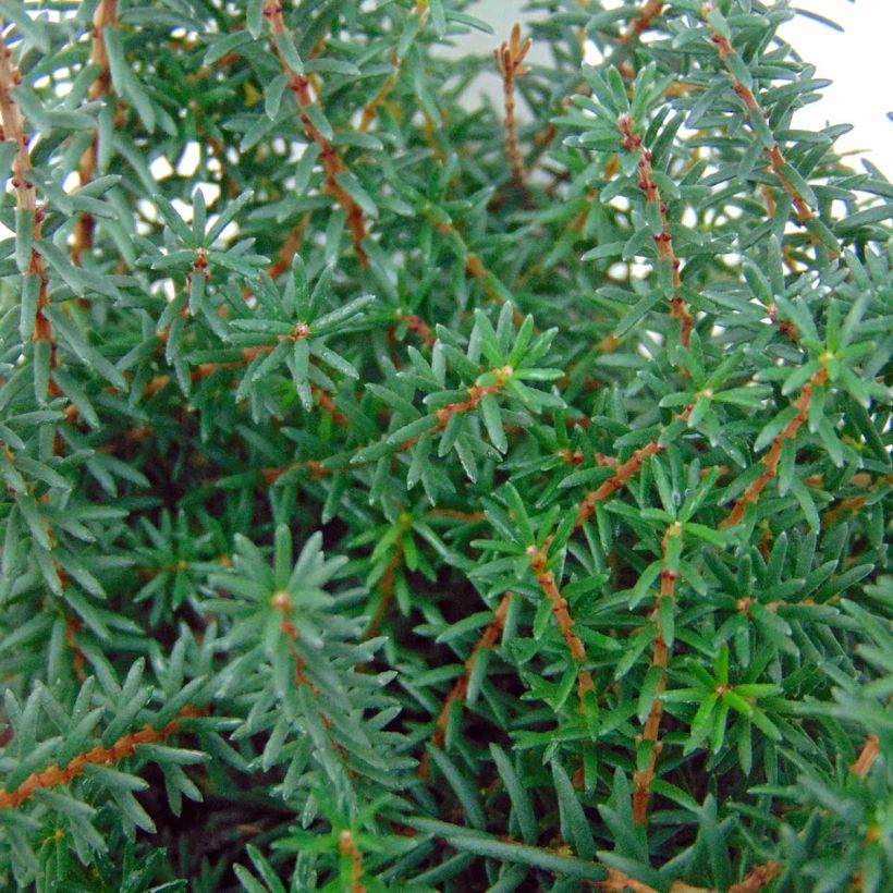 Bruyère d'Hiver - Erica x darleyensis Kramer's Rote (Foliage)