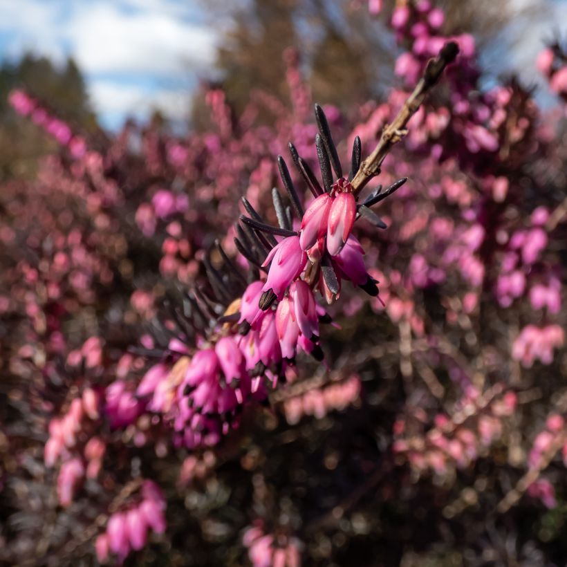 Bruyère d'Hiver - Erica x darleyensis Kramer's Rote (Flowering)