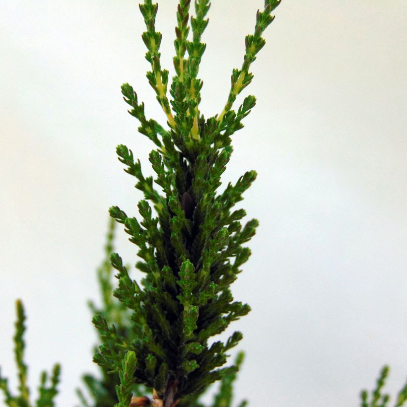Bruyère d'été - Calluna vulgaris Allegro  (Feuillage)