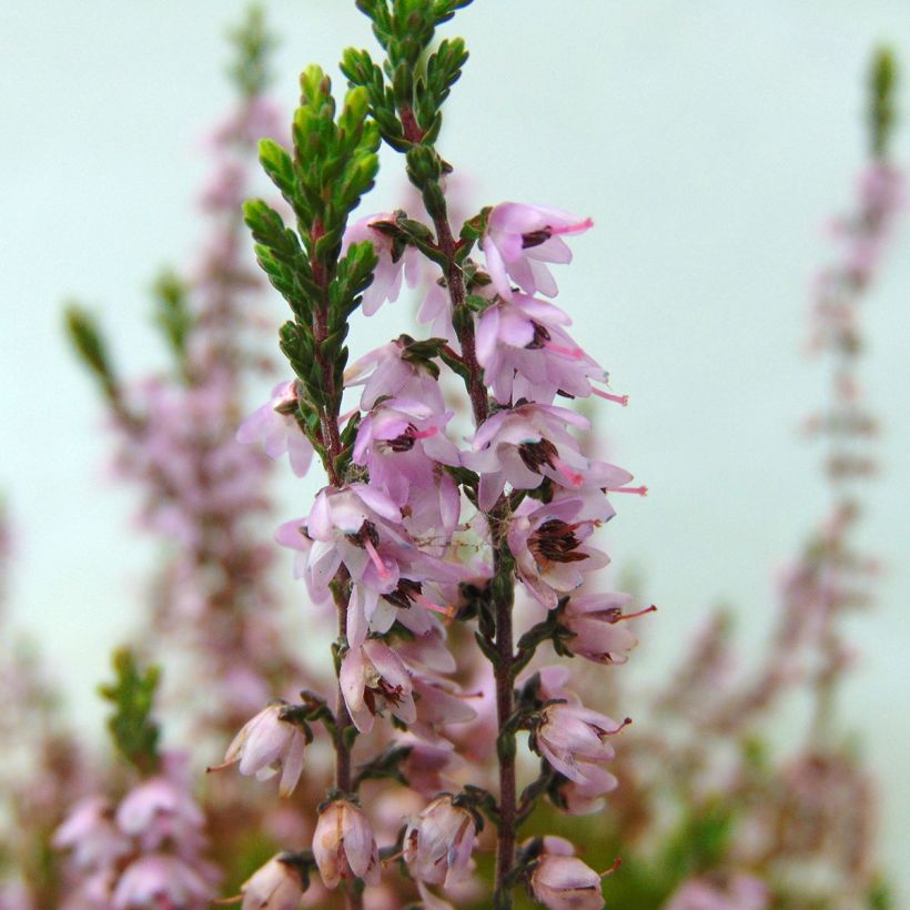 Bruyère d'été - Calluna vulgaris Spring Torch (Flowering)