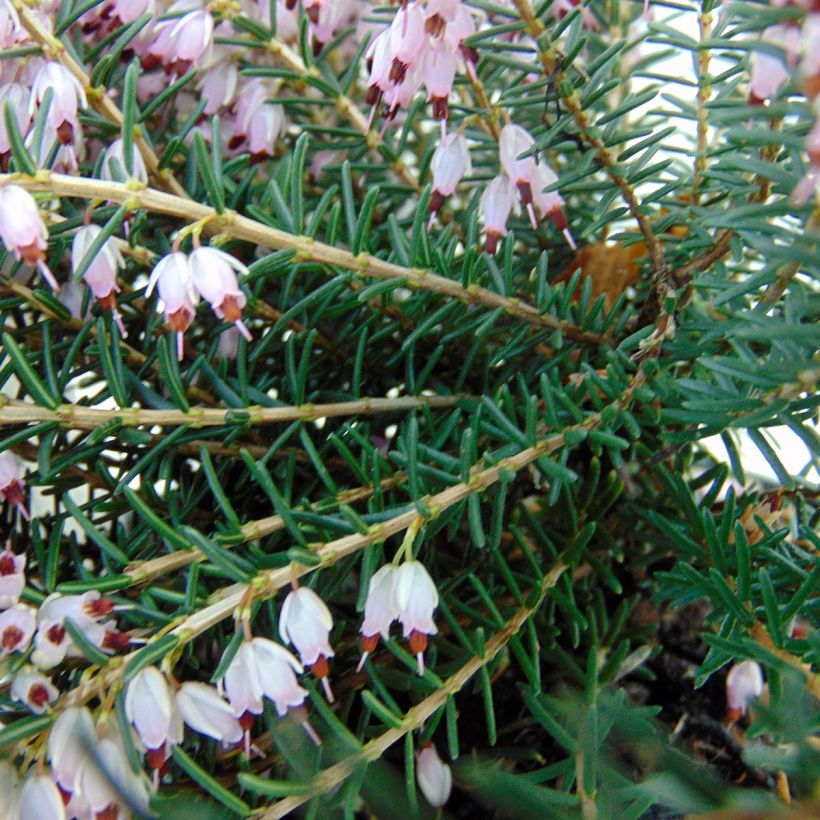 Bruyère d'hiver - Erica darleyensis Ghost Hills (Foliage)