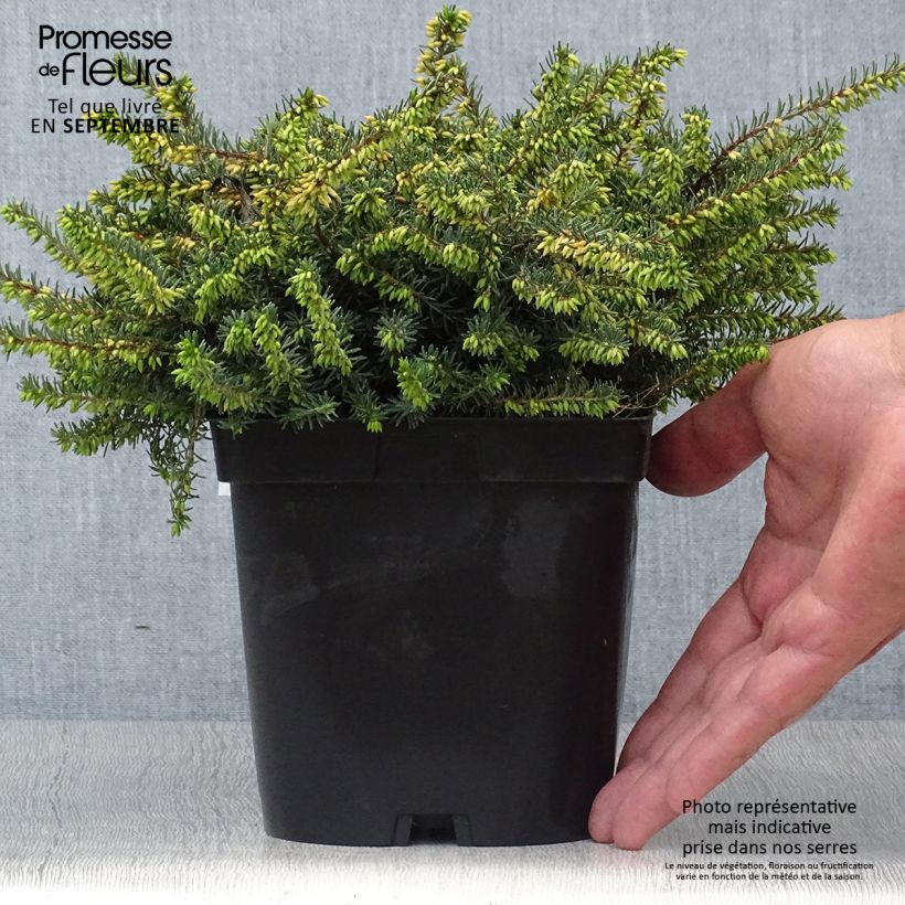 Spécimen de Bruyère d'Hiver - Erica x darleyensis Kramer's Rote Pot de 2L/3L tel que livré en automne