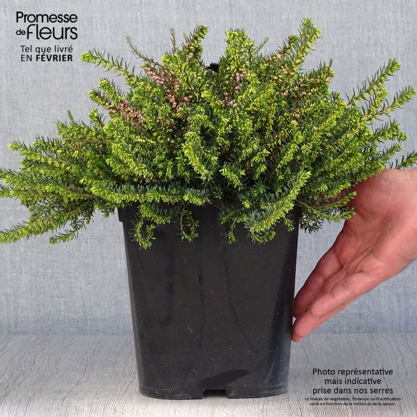 Spécimen de Bruyère d'hiver - Erica x darleyensis Trio Pot de 3L/4L tel que livré en automne