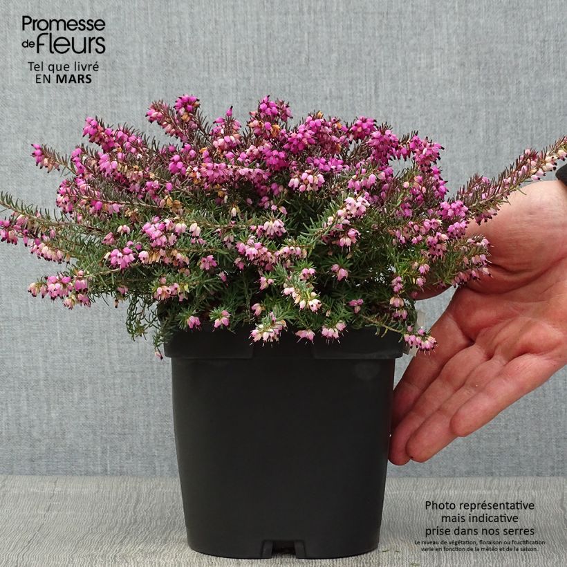 Example of Bruyère d'Hiver - Erica x darleyensis Kramer's Rote Pot de 2L/3L as you get in printemps