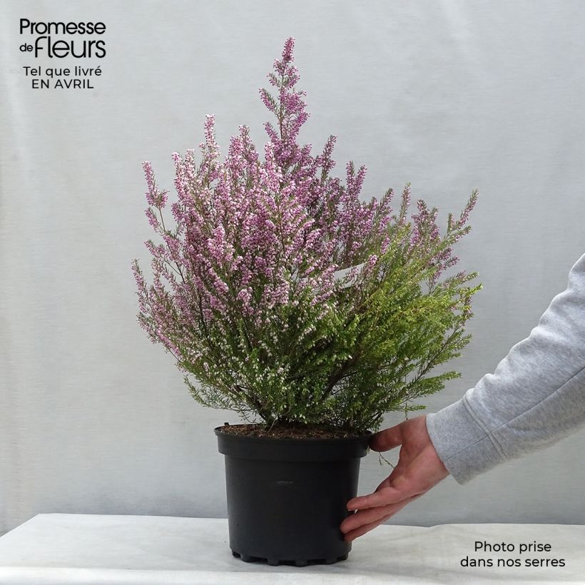Example of Bruyère de l'ouest - Erica mediterranea Pot de 3L/4L as you get in printemps