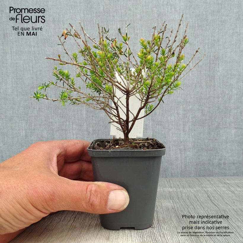 Example of Bruyère d'hiver - Erica darleyensis Ghost Hills Godet de 8/9 cm as you get in printemps