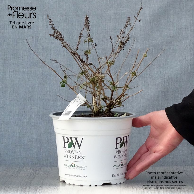Example of Buddleia Blue Chip - Arbre aux papillons nain Pot de 4L/5L as you get in printemps