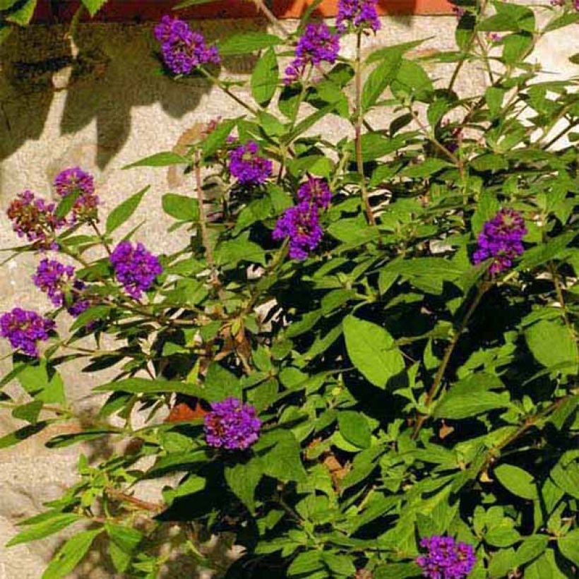 Buddleia Blue Chip - Arbre aux papillons nain (Flowering)