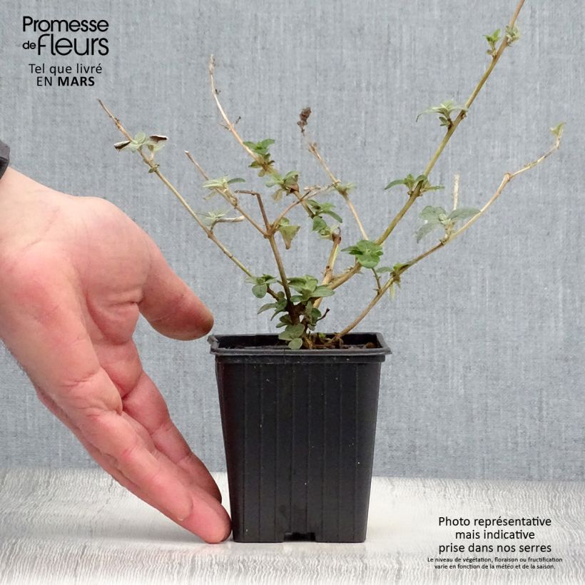 Example of Buddleia Blue Chip - Arbre aux papillons nain Godet de 8/9 cm as you get in printemps