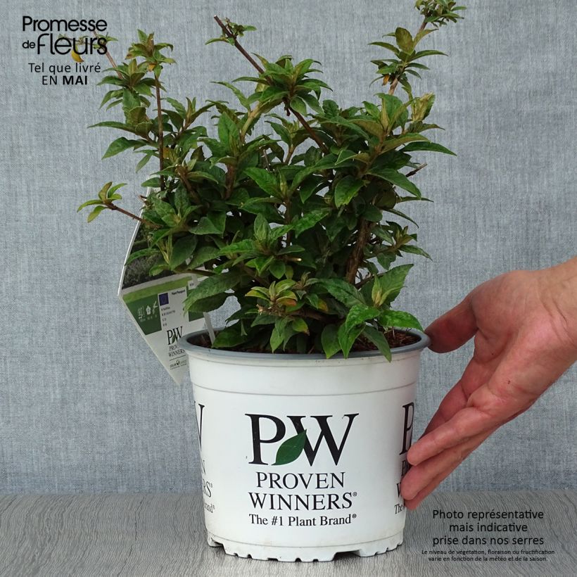 Example of Buddleia Blue Chip - Arbre aux papillons nain Pot de 2L/3L as you get in printemps