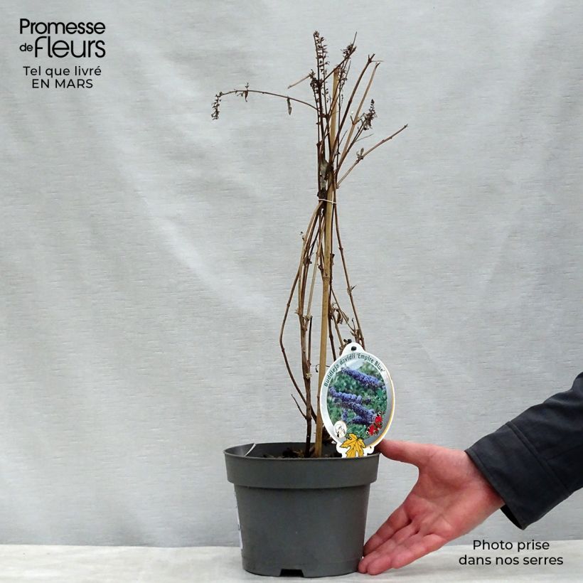 Example of Buddleia Empire Blue - Arbre aux papillons Pot de 2L/3L as you get in printemps