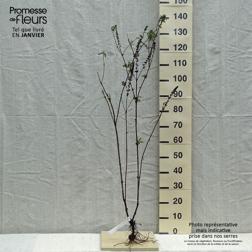 Example of Buddleia Empire Blue - Arbre aux papillons Racines nues as you get in hiver