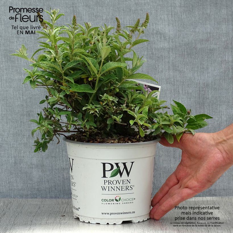 Example of Buddleia Lilac Chip - Arbre aux papillons nain Pot de 2L/3L as you get in printemps
