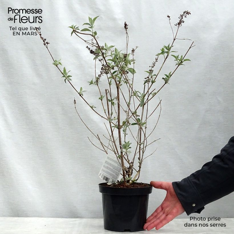 Example of Buddleia Lochinch - Arbre aux papillons Pot de 2L/3L as you get in printemps