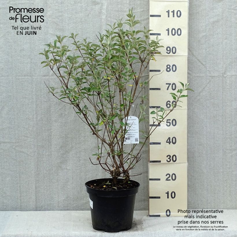 Example of Buddleia Lochinch - Arbre aux papillons Pot de 7,5L/10L as you get in printemps