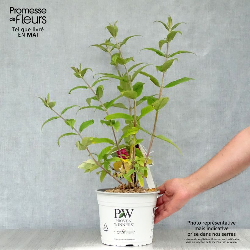 Example of Buddleia Miss Ruby - Buddleia nain Pot de 3L/4L as you get in printemps
