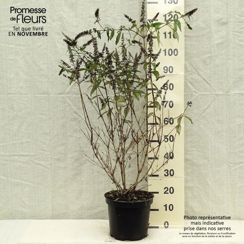 Spécimen de Buddleia Royal Red - Arbre aux papillons rouge Pot de 7,5L/10L tel que livré en automne