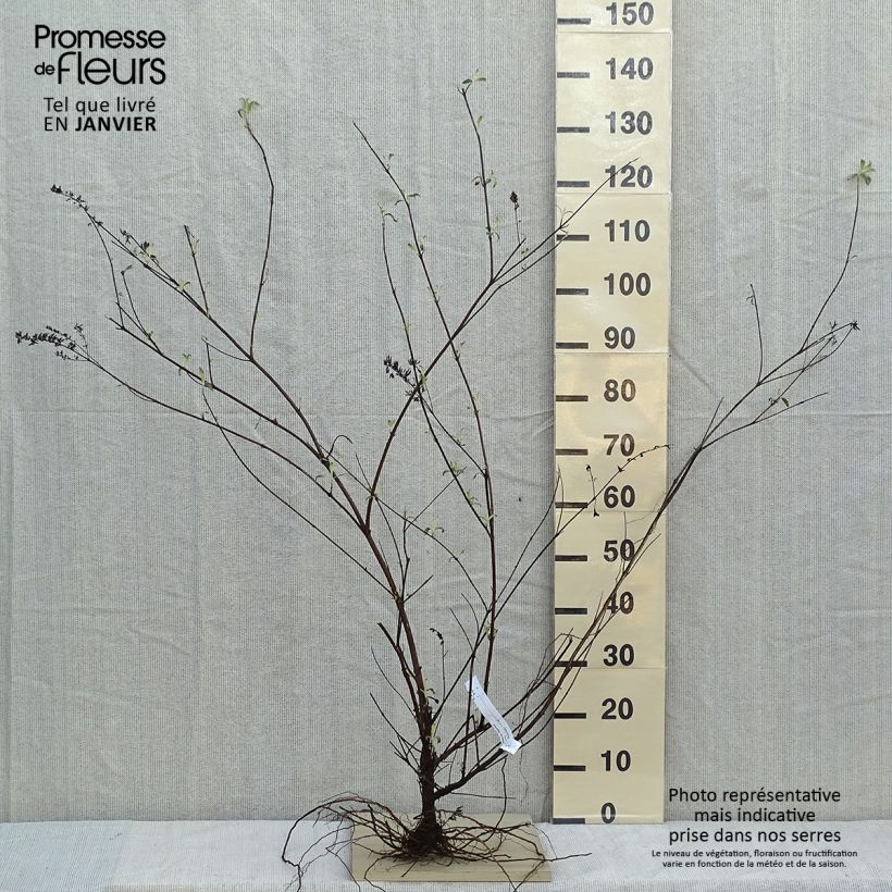 Spécimen de Buddleia Royal Red - Arbre aux papillons rouge Racines nues tel que livré en hiver