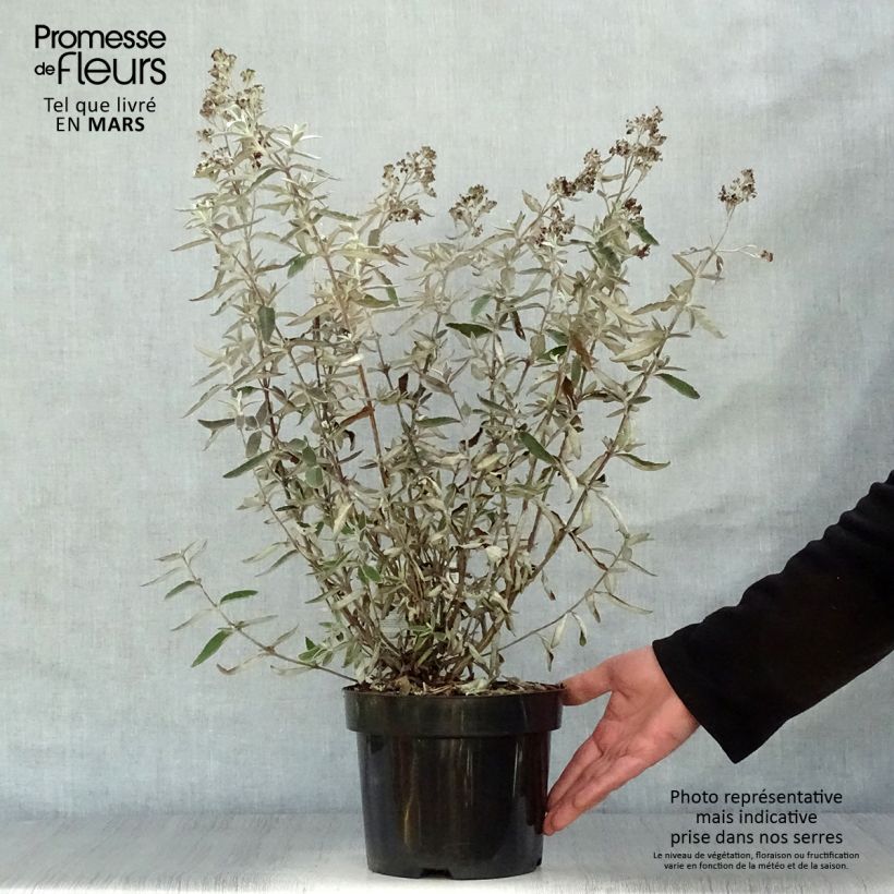 Example of Buddleia Silver Anniversary - Arbre aux papillons Pot de 3L/4L as you get in printemps