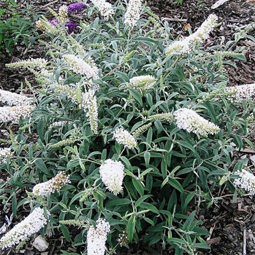 Buddleia davidii White Ball (Flowering)