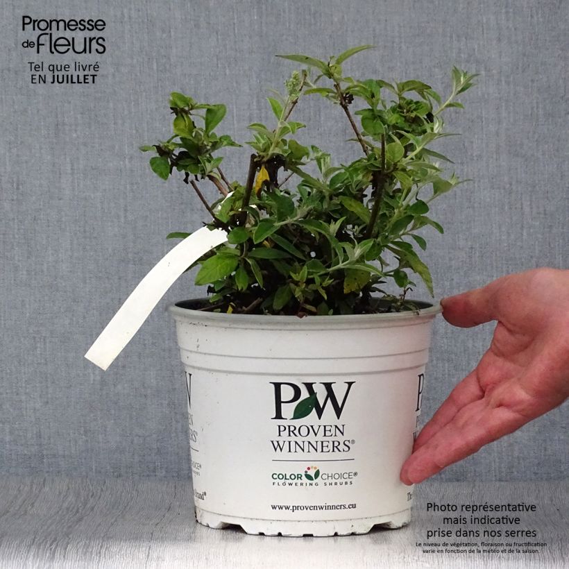 Spécimen de Buddleia White Chip  - Arbre aux papillons nain Pot de 2L/3L tel que livré en été