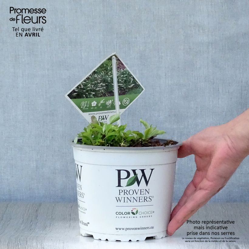 Example of Buddleia White Chip  - Arbre aux papillons nain Pot de 2L/3L as you get in printemps