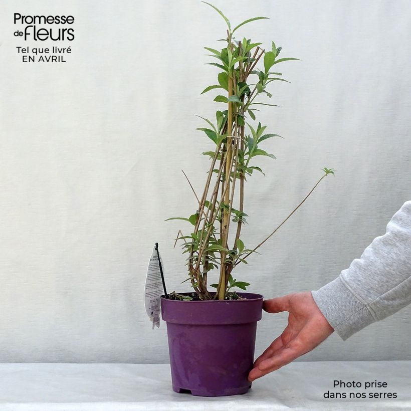 Example of Buddleia davidii Berries and Cream Pot de 3L/4L as you get in printemps