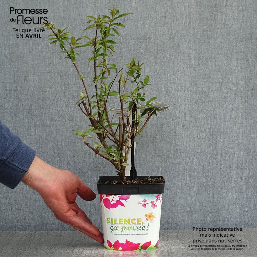 Example of Buddleia davidii Black Knight - Arbre aux papillons Pot de 2L/3L as you get in printemps