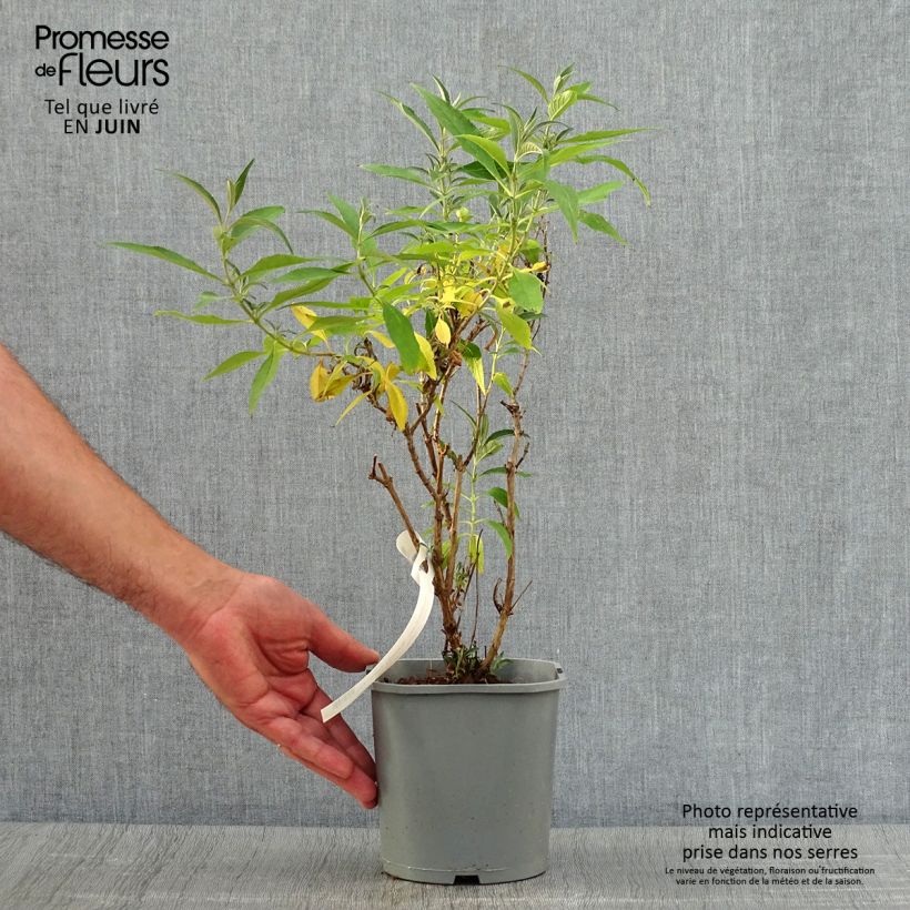 Spécimen de Buddleia davidii Butterfly Tower - Arbre aux papillons Pot de 4L/5L tel que livré en été