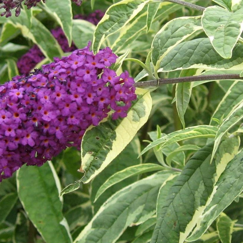 Buddleia davidii Harlequin - Arbre à papillons panaché (Foliage)