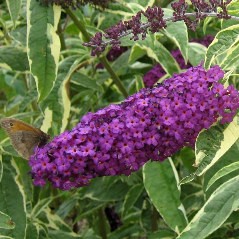 Buddleia davidii Harlequin - Arbre à papillons panaché (Flowering)