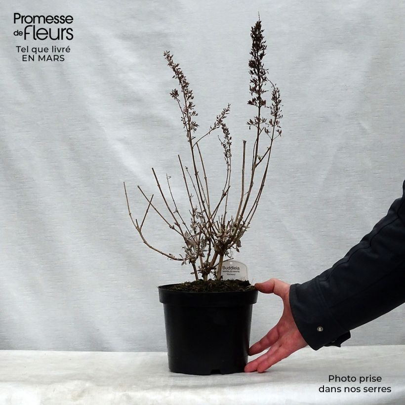 Example of Buddleia davidii Marbled White - Arbre aux Papillons Pot de 2L/3L as you get in printemps