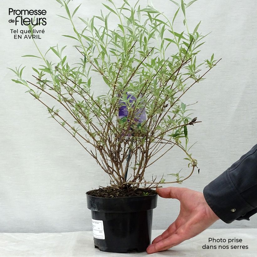 Example of Buddleia davidii Nanho Blue  - Arbre aux papillons nain Pot de 3L/4L as you get in printemps