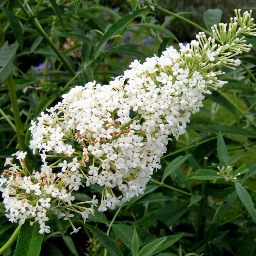 Buddleia davidii Nanho White - Arbre aux papillons nain (Flowering)